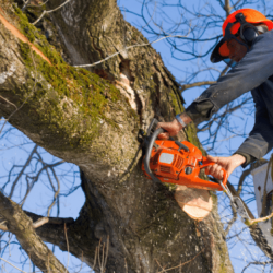 TREE SERVICE (Austin Surronding Area)